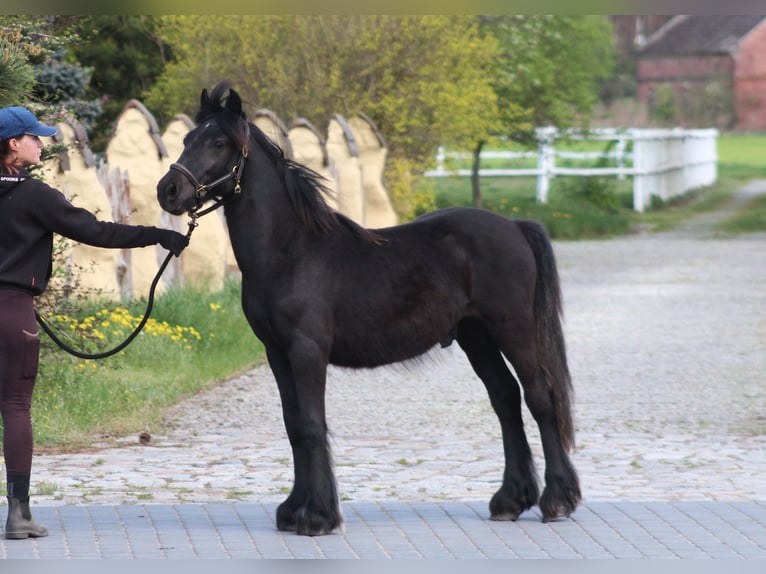 Poni Fell Caballo castrado 2 años 137 cm Negro in Santok