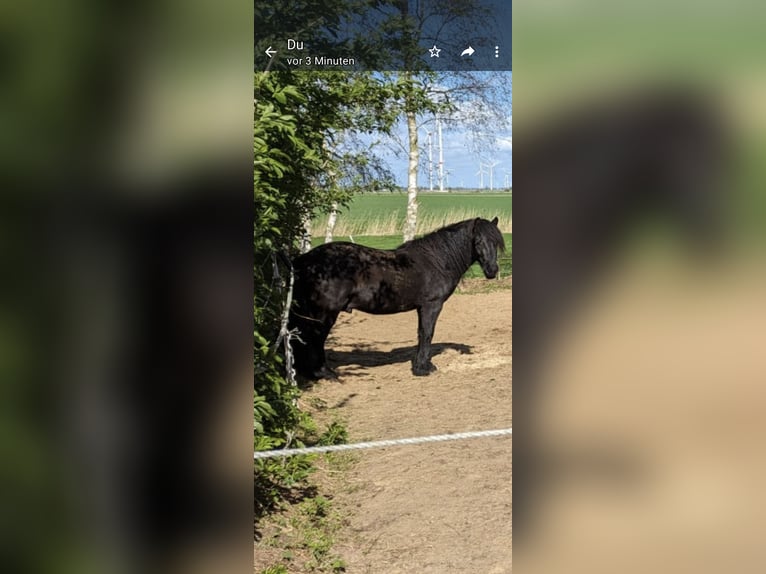 Poni Fell Caballo castrado 3 años 130 cm Negro in Nortorf bei Wilster