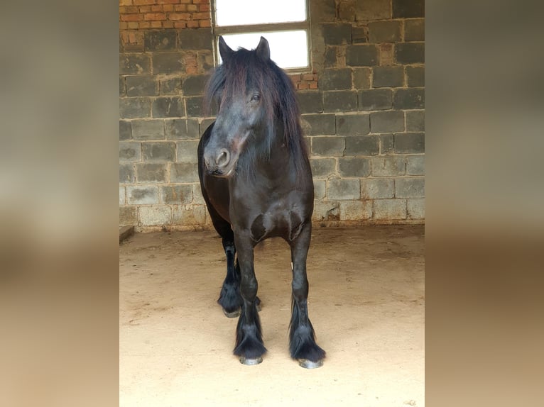 Poni Fell Caballo castrado 4 años 145 cm Negro in Maxen