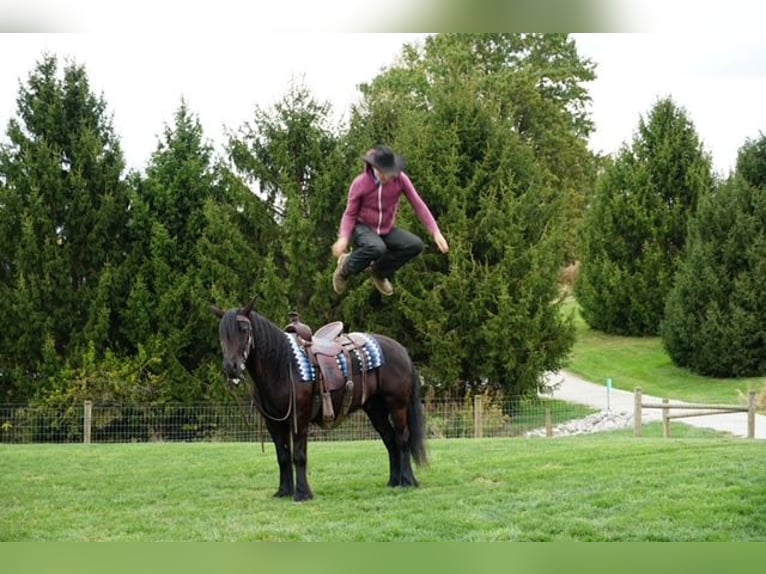 Poni Fell Caballo castrado 5 años 140 cm Negro in Wooster