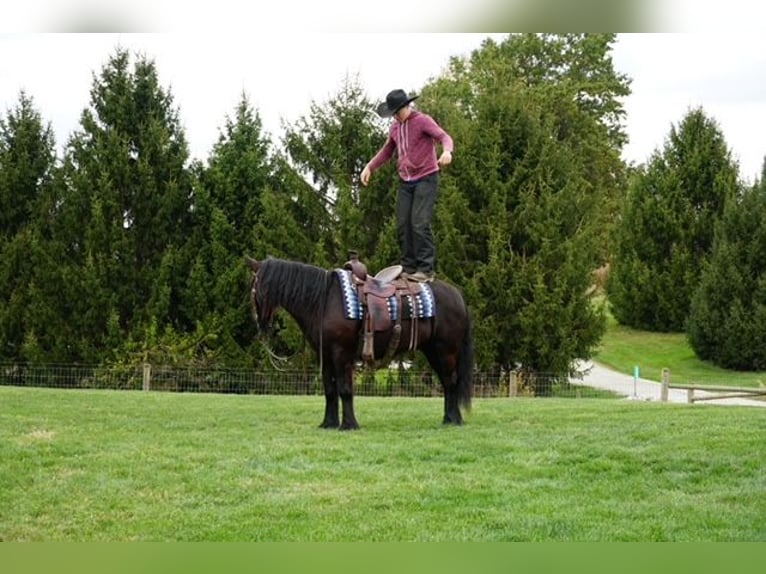 Poni Fell Caballo castrado 5 años 140 cm Negro in Wooster