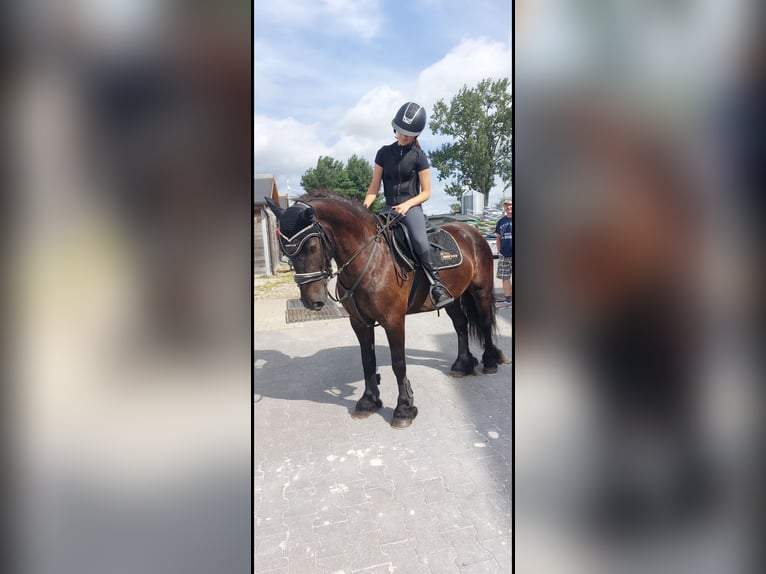 Poni Fell Caballo castrado 7 años 145 cm Negro in Nadrensee