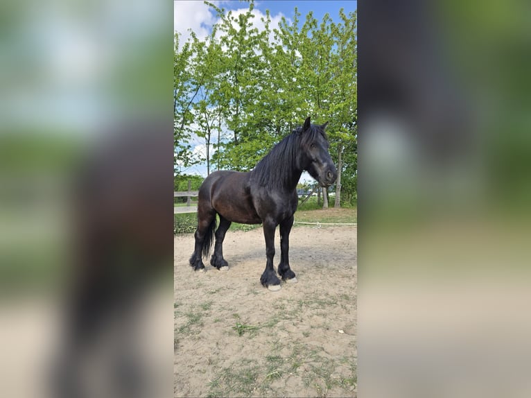 Poni Fell Caballo castrado 7 años 145 cm Negro in Nadrensee