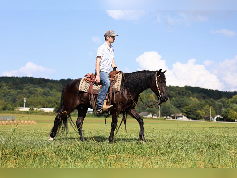 Poni Fell Caballo castrado 7 años Negro in Somerset