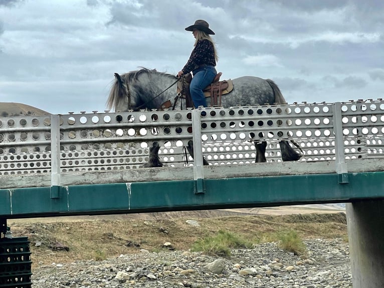 Poni Fell Caballo castrado 8 años 142 cm Tordo rodado in Bitterwater CA