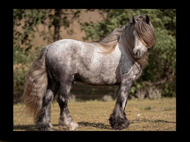 Poni Fell Caballo castrado 8 años 142 cm Tordo rodado in Bitterwater CA