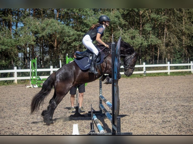 Poni Fell Caballo castrado 8 años 145 cm Negro in Nadrensee