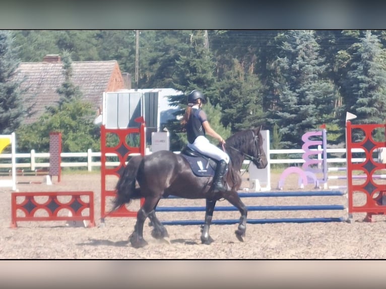 Poni Fell Caballo castrado 8 años 145 cm Negro in Nadrensee