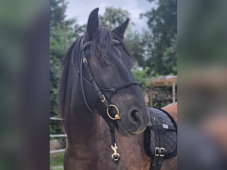 Poni Fell Caballo castrado 8 años 145 cm Negro in Müglitztal