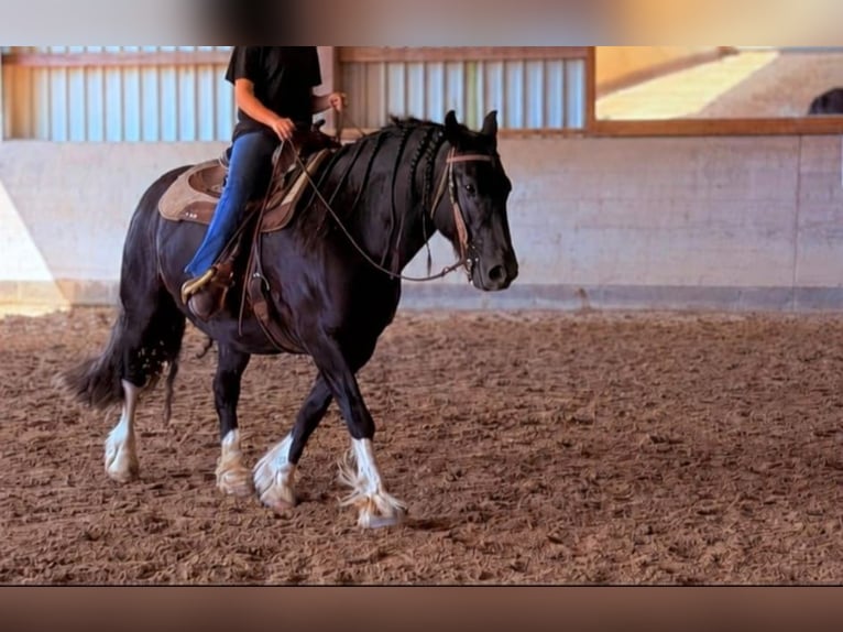 Poni Fell Mestizo Caballo castrado 8 años 146 cm Negro in Oberelsbach