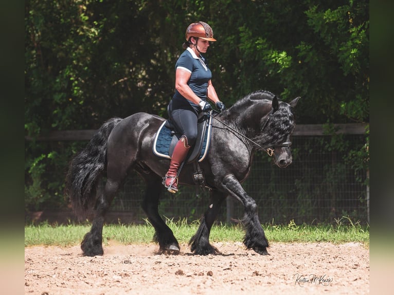 Poni Fell Caballo castrado 9 años 137 cm Castaño in Seminole FL