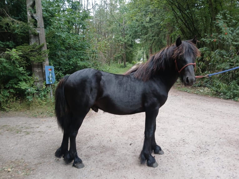 Poni Fell Semental 1 año 131 cm Negro in Reusel