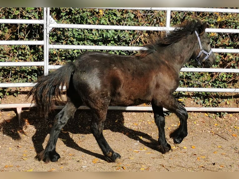 Poni Fell Semental 1 año 142 cm Negro in Schuttertal