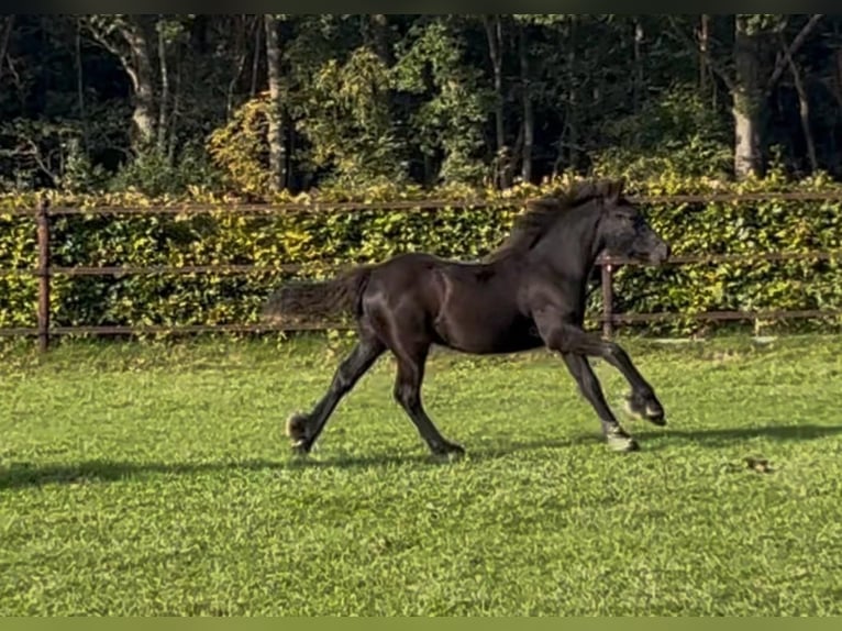 Poni Fell Semental Potro (06/2026) 142 cm Negro in Ledeacker