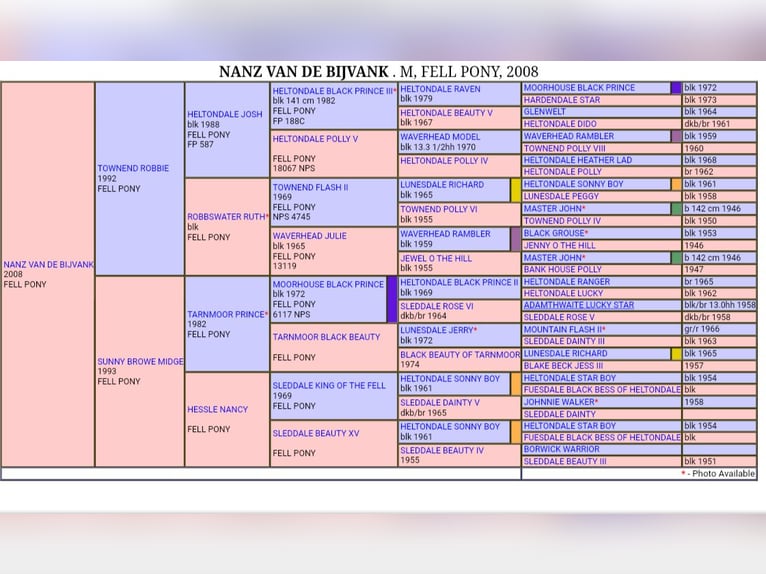 Poni Fell Yegua 18 años 138 cm Negro in Wuppertal