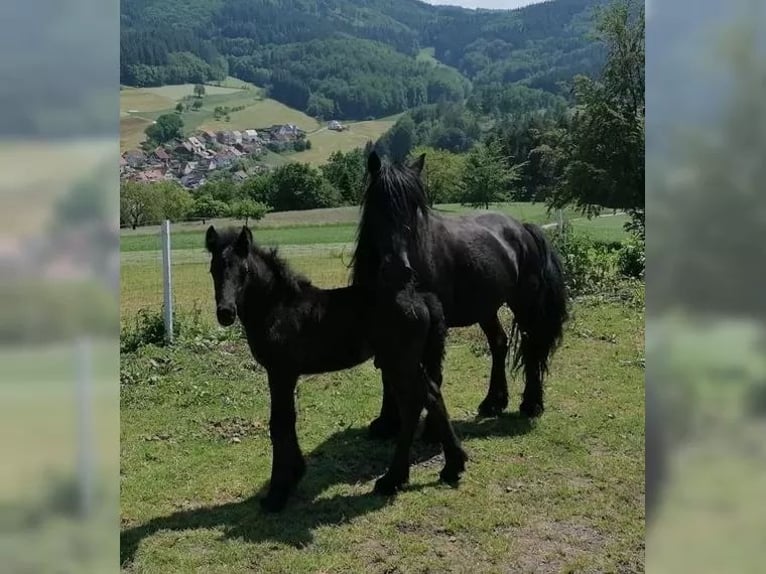 Poni Fell Yegua 19 años 142 cm Negro in Schuttertal