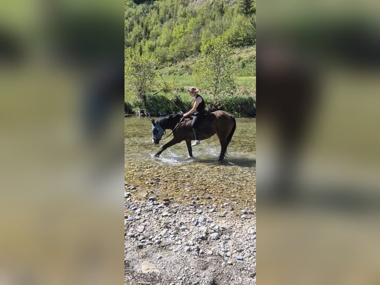 Poni Fell Mestizo Yegua 24 años 149 cm Castaño in Türnitz