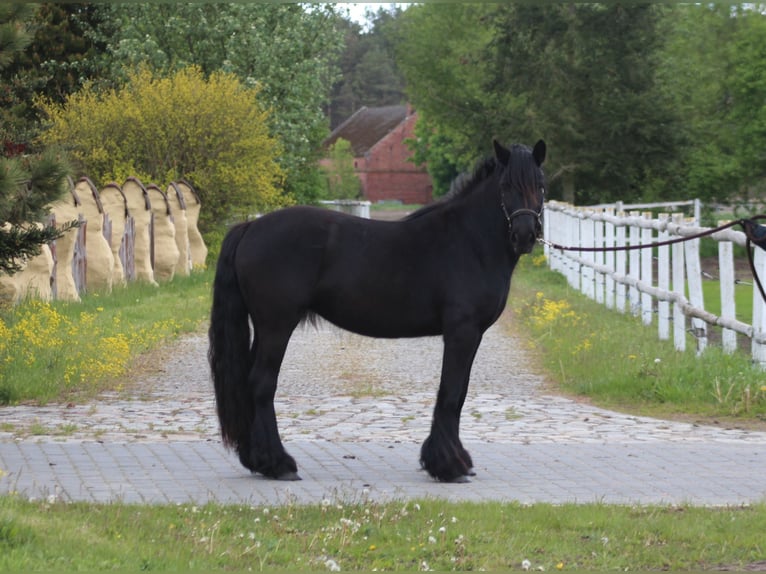 Poni Fell Yegua 3 años 145 cm Negro in Santok
