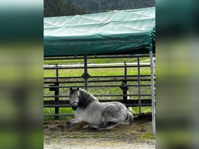 Poni Galiceño Yegua 9 años 140 cm Tordo in Reutte