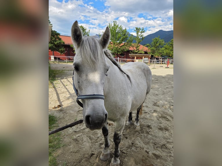 Poni Galiceño Yegua 9 años 140 cm Tordo in Reutte