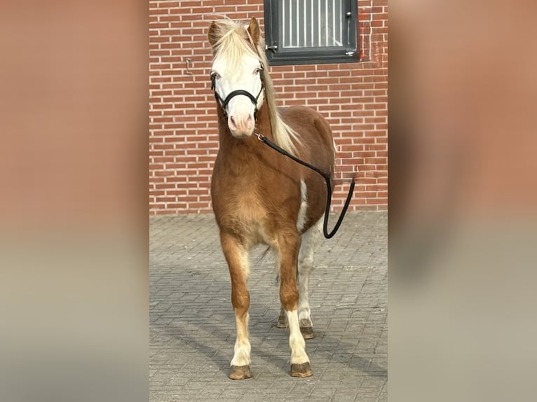 Poni Gotland Semental 6 años 128 cm Pío in Zieuwent