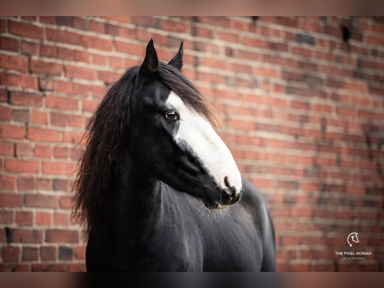 Poni Hackney Mestizo Semental Potro (05/2026) 133 cm Castaño in Karstädt