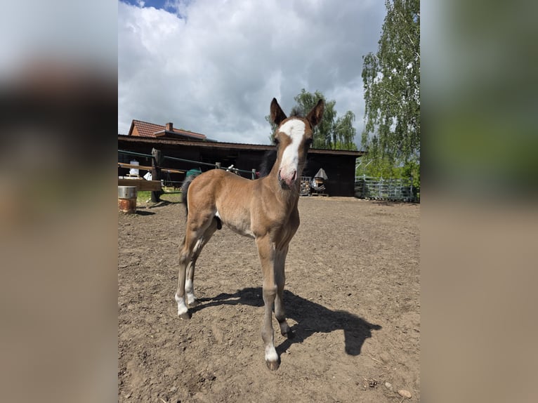 Poni Hackney Mestizo Semental Potro (05/2026) 133 cm Castaño in Karstädt