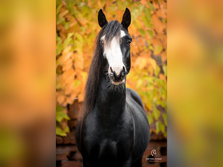 Poni Hackney Mestizo Semental Potro (05/2026) 133 cm Castaño in Karstädt