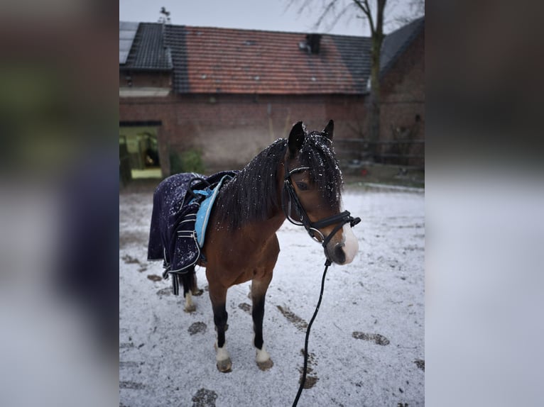 Poni Hackney Yegua 15 años 134 cm Castaño in Rommerskirchen