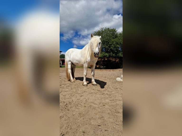 Poni Highland Caballo castrado 15 años Tordo in Lautertal