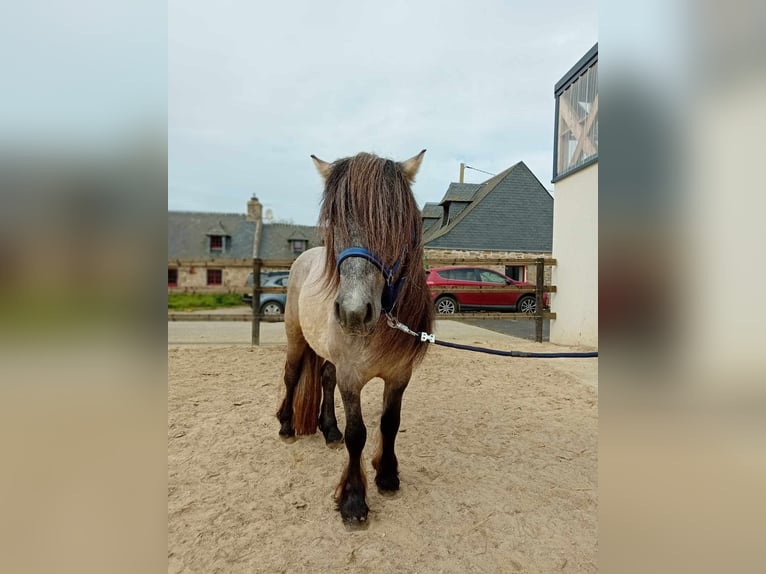 Poni Highland Caballo castrado 3 años 134 cm Tordo in Plourin