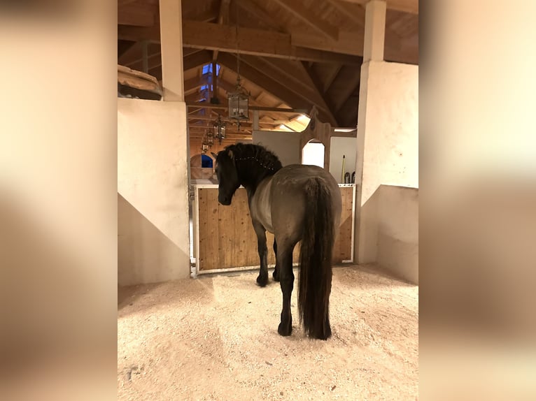 Poni Highland Caballo castrado 3 años 152 cm Dunalino (Cervuno x Palomino) in Amerang