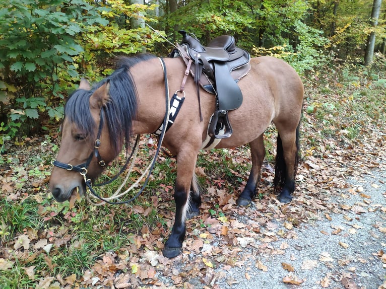 Poni Highland Yegua 13 años 142 cm Castaño in Sinsheim