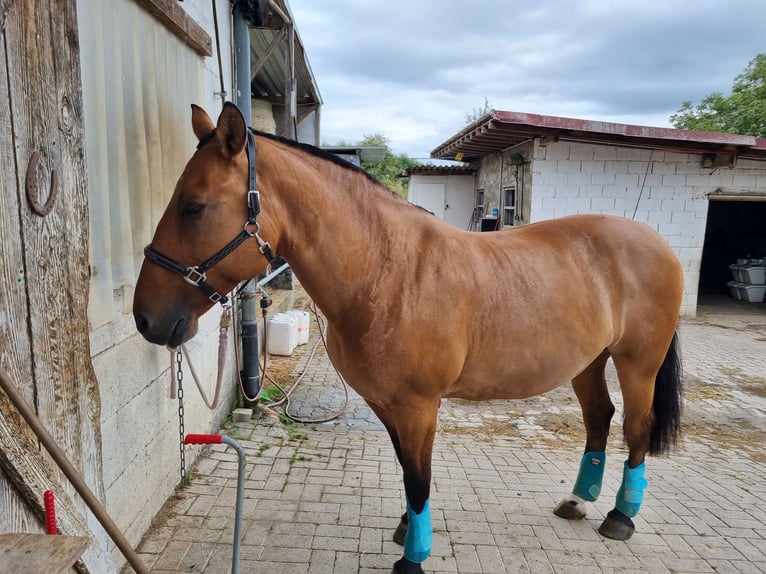 Poni Highland Mestizo Yegua 17 años 145 cm Castaño in Spreitenbach