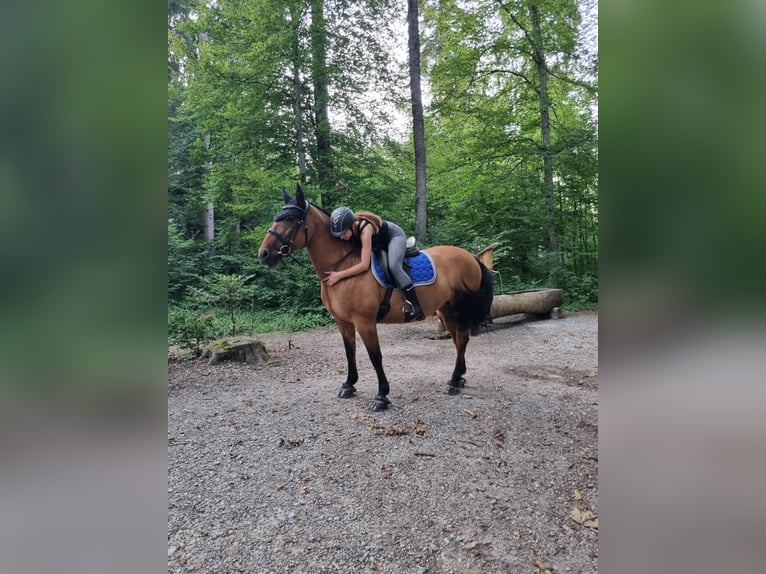 Poni Highland Mestizo Yegua 17 años 145 cm Castaño in Spreitenbach