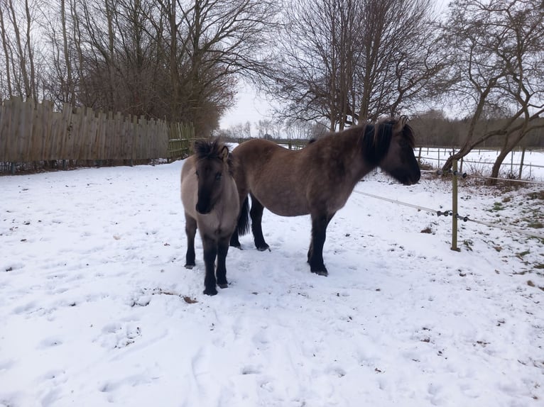 Poni Highland Yegua 1 año Grullo in Neumünster