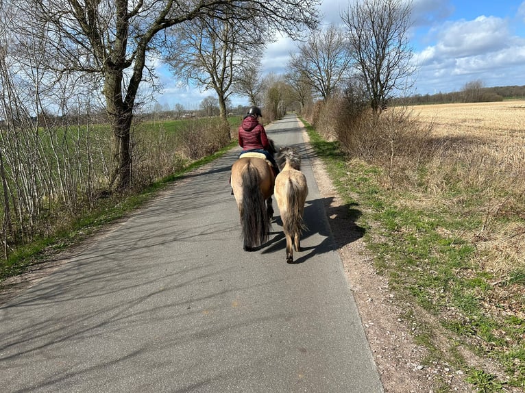 Poni Highland Yegua 1 año Grullo in Neumünster