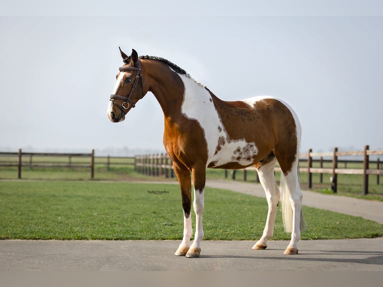 Poni New Forest Caballo castrado 10 años 153 cm Pío in Oost West en Middelbeers