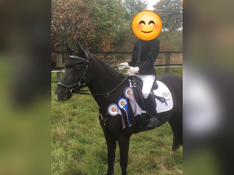Poni New Forest Caballo castrado 11 años 128 cm Negro in Uedem