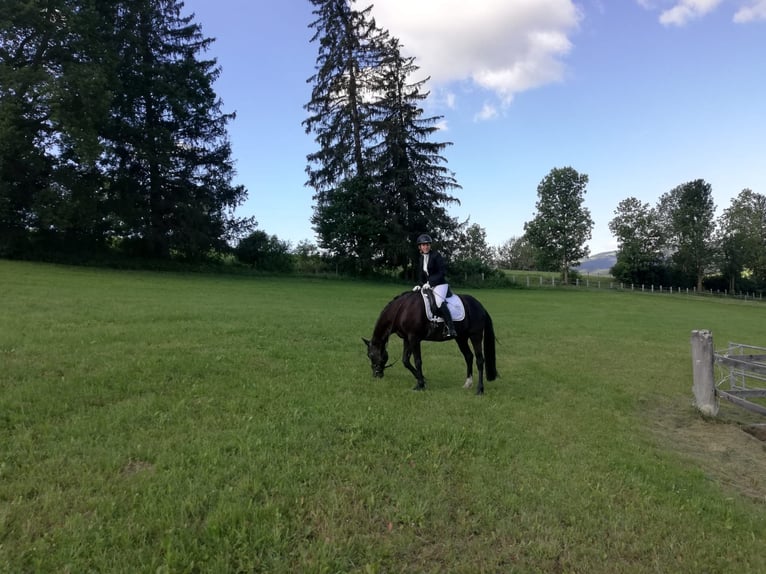 Poni New Forest Caballo castrado 11 años 145 cm Negro in Teichalm