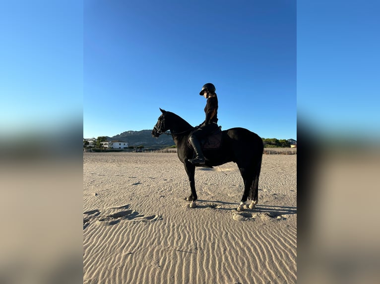 Poni New Forest Caballo castrado 11 años 146 cm Castaño oscuro in Els Poblets