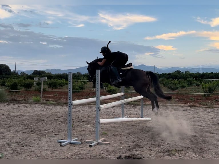 Poni New Forest Caballo castrado 11 años 146 cm Castaño oscuro in Els Poblets