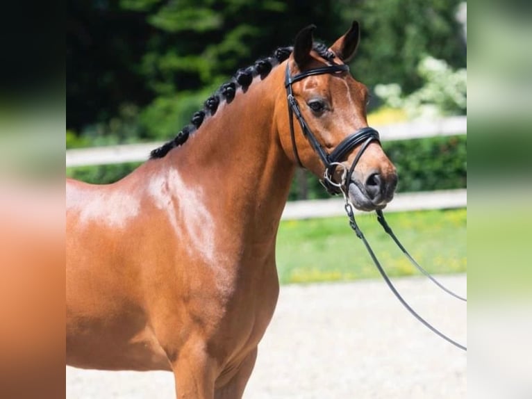 Poni New Forest Caballo castrado 12 años 147 cm Castaño in Utrecht