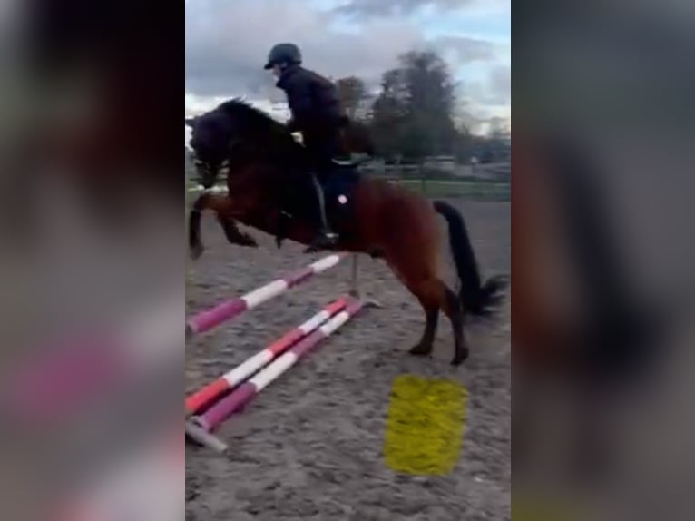 Poni New Forest Caballo castrado 12 años 147 cm Castaño in Utrecht