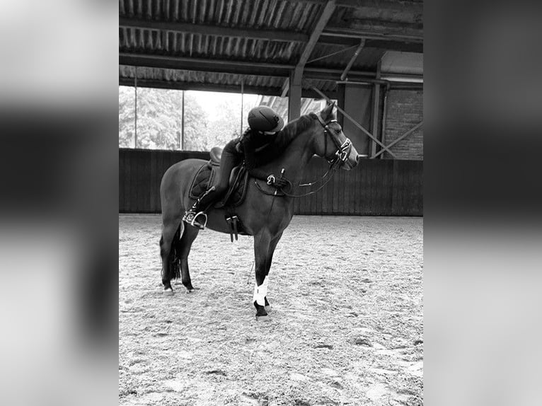 Poni New Forest Caballo castrado 12 años 147 cm Castaño in Utrecht