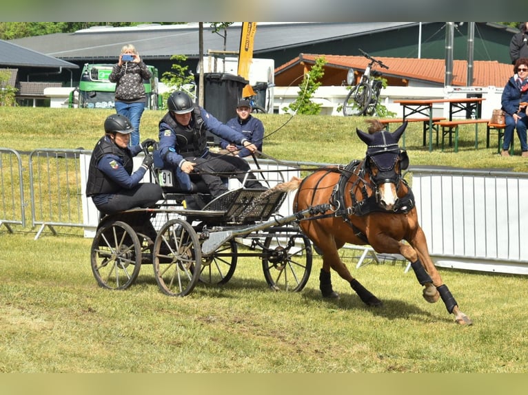 Poni New Forest Caballo castrado 13 años 147 cm Alazán in Zerbst