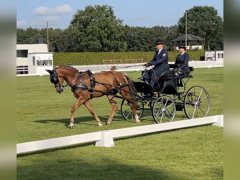 Poni New Forest Caballo castrado 13 años 147 cm Alazán in Zerbst