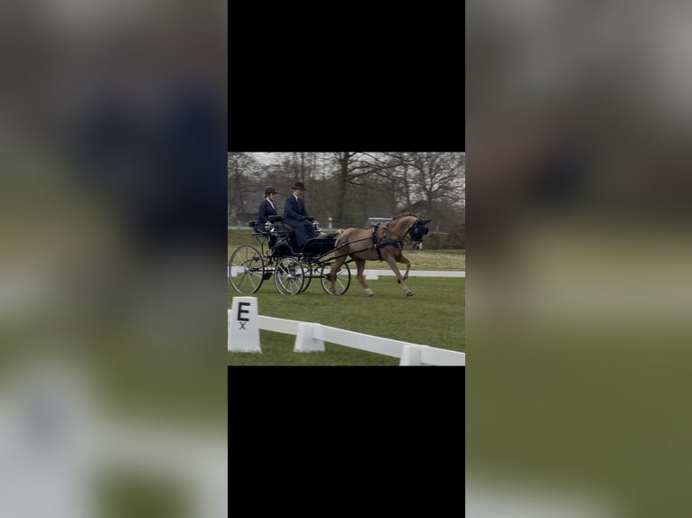 Poni New Forest Caballo castrado 13 años 147 cm Alazán in Zerbst
