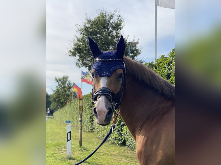 Poni New Forest Caballo castrado 13 años 147 cm Alazán in Zerbst