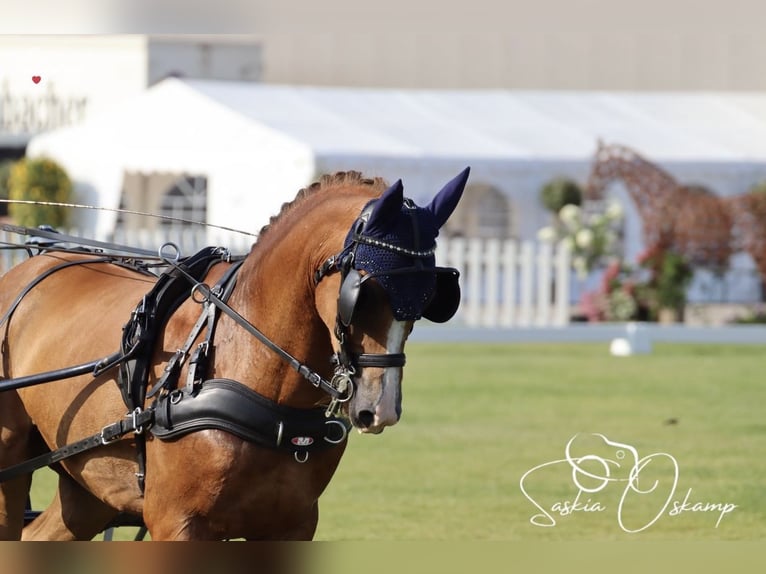 Poni New Forest Caballo castrado 13 años 147 cm Alazán in Zerbst